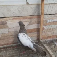 ماده سینه قهوه ای|پرنده|شیراز, جوادیه|دیوار