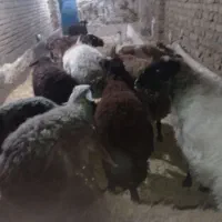 12عدد 3 عددبز یک عدد تکه پاکستانی و8عدد گوسفند|حیوانات مزرعه|بوئین زهرا, |دیوار