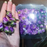 گل و غنچه محمدی تازه|خوردنی و آشامیدنی|تهران, جنت‌آباد مرکزی|دیوار