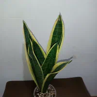 سانسوریا کرواتی ابلق|گل و گیاه طبیعی|خمینی‌شهر, |دیوار