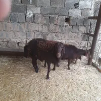 فروشیکراسقوچ|حیوانات مزرعه|صالح آباد (ایلام), |دیوار