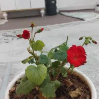 خانه ی اجاره ی در سرپل