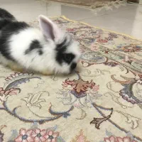 بچه خرگوش لوپ هلندی|موش و خرگوش|کرج, گوهردشت|دیوار