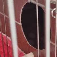 عروس هلندی جفت مولد|پرنده|خمین, |دیوار