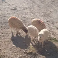 ۳ بره ماده ۱ بره نر