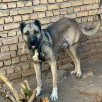 سگ سرابی|سگ|قزوین, |دیوار