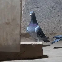 کفتر مسافتی درجه یک.کفتر طوقی هفرنگ