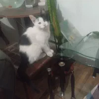 واگذاری رایگان بچه گربه ۵ ماهه دستی و دوست داشتنی