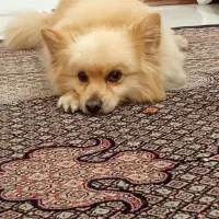 گم شده