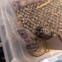 جوجه سرلاکی گرینچیک