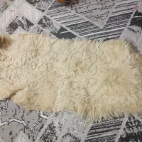 پوست دباغی گوسفند