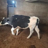 یک راس تلیسه