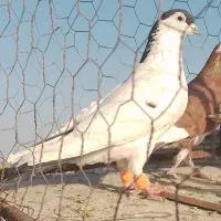 کفتر پرشی|پرنده|رضویه, |دیوار