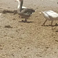 غاز ماده با دوتا جوجه تازه کار