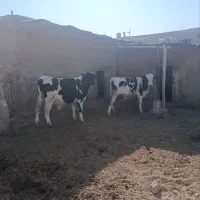 دوعدد جوانه نر کیلو ۳۵۰