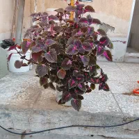 انواع گل از1سال تا9سال باقیمت پایین