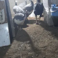 مرغ و خروس شاخدار