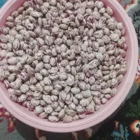 لوبیا تازه چین امسال