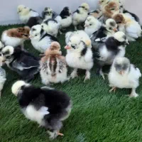 جوجه سلطان نژاددار گله رضایی تعداد محدود