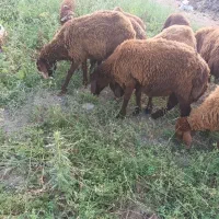 گوسفند و بره برای قربانی|حیوانات مزرعه|اردبیل, |دیوار