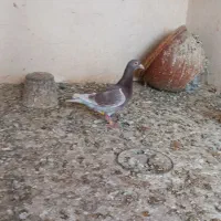 کفتر پرشی نر