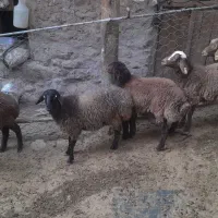 بره ماده همو و هترو|حیوانات مزرعه|بجنورد, |دیوار