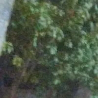اجاره خانه ویلایی۲۵۰متر ۱۴۰ بنا ۲ خوابه دانش آموز