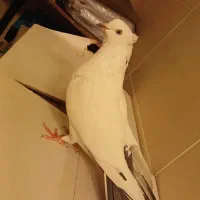 تهرانی|حیوانات|شیراز, زند|دیوار