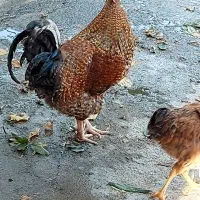 خروس ومرغ تخم گذار وتعدادی اردک و جوجه ۴ماهه|حیوانات مزرعه|کلاردشت, |دیوار