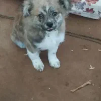 سگ پامرانین جنسیت نر واگذاری