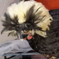 خروس و مرغ زینتی