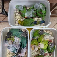 انواع نژادهای گرینچک سرلاکی تا مولد برد شاپ شاپرک