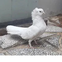 قناری درجه یک