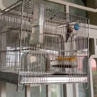 دوساله نر سهره