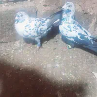 کبوتر سوسکی بزک