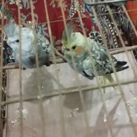 پرنده جفت عروس هلندی‌ها