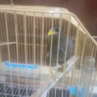 مرغ‌مینا|پرنده|ساوه, |دیوار