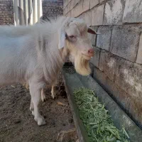 یکساله اصیل سنگین وزن حدود۱۰۰کیلوقیمت ۳۰تومان