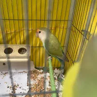 طوطی ماده برزیلی سرحال و مست|پرنده|تهران, کاج|دیوار