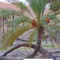 سرویس