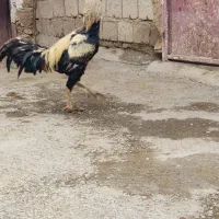 خروس لاری|حیوانات مزرعه|دیواندره, |دیوار