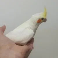 فروش جوجه مرغ عروس تازه دنخور