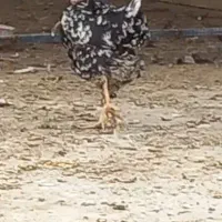 مرغ گردن لخت گلین