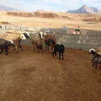 میش بره دار|حیوانات مزرعه|درودزن, |دیوار