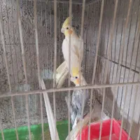 عروس هلندی مولد