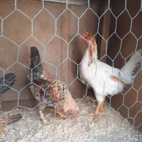 خروس وجوجه خروس مامونیه|حیوانات مزرعه|ساوه, |دیوار