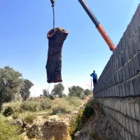 خرید چوب،بریدن انواع درخت،هرس درخت|خدمات باغبانی و درختکاری|صدرا-فارس, فاز ۱|دیوار