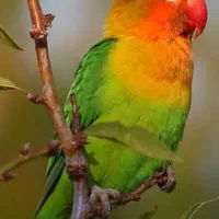 طوطی کوتوله یک جفت|پرنده|زهک, |دیوار