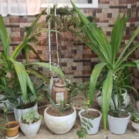 گل برای فروش