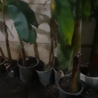 درخت موز|گل و گیاه طبیعی|گرگان, |دیوار